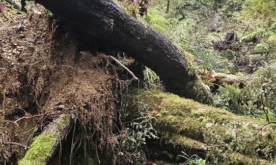 Lankeys Creek Loop, West Coast