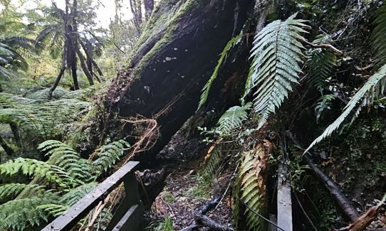 Lankeys Creek Loop, West Coast