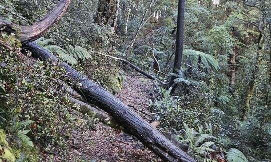 Lankeys Creek Loop, West Coast