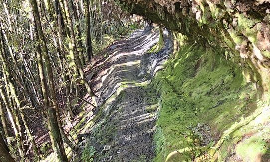 Lankeys Creek Loop, West Coast