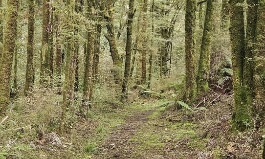 Lankeys Creek Loop, West Coast