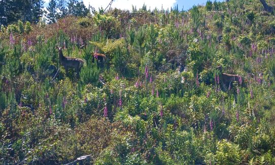 Levin Trig, Manawatu - Wanganui