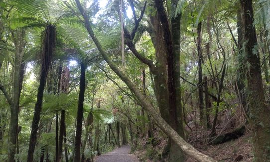 Lifting the Veil, Waikato