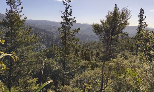Lindemann's Loop, Bay of Plenty