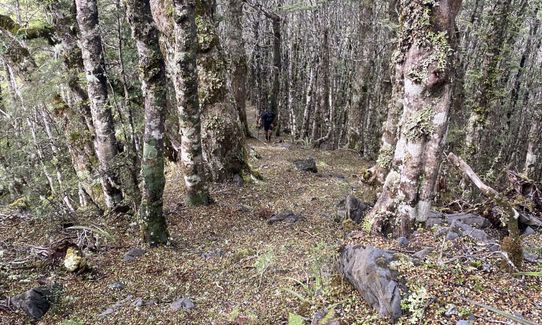 Lodestone Loop, Tasman