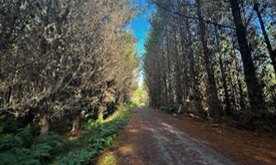 Lush - Redwoods, Bay of Plenty