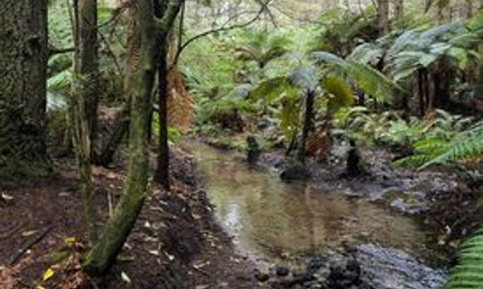 Lush - Redwoods, Bay of Plenty