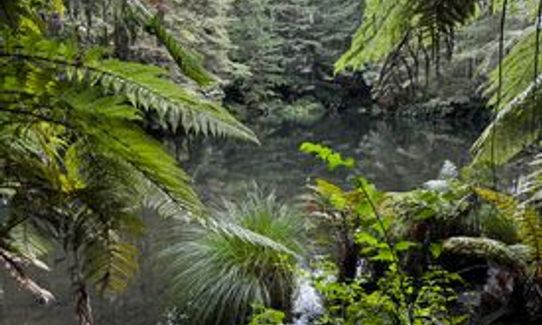 Lush - Redwoods, Bay of Plenty