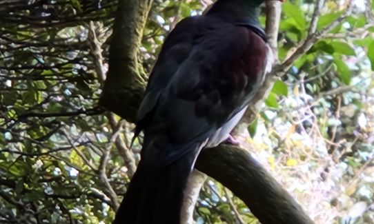 Lyttelton Dress Circle, Canterbury