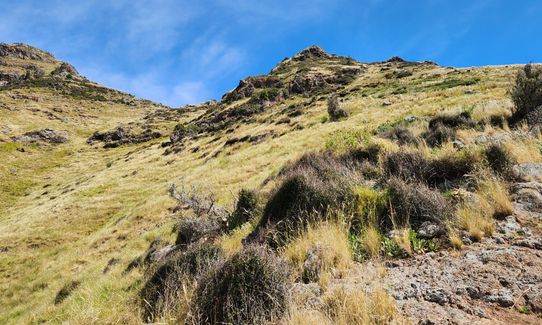 Mary Had a Little Lamb, Canterbury