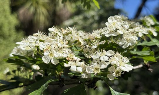 Matairangi Loop, Wellington