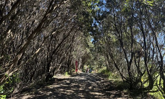Matairangi Loop, Wellington