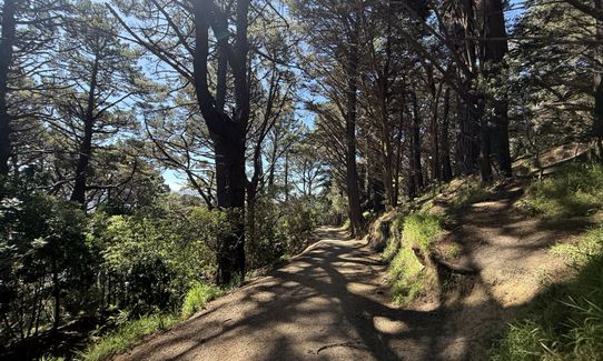 Matairangi Loop, Wellington