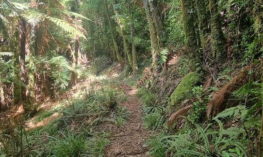 Matemateāonga Frolic , Taranaki