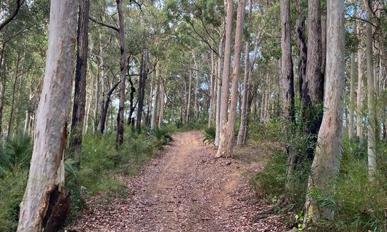 Mogo Trig was never so popular, New South Wales