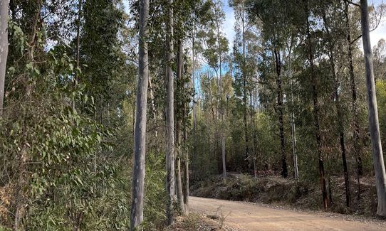 Mogo Trig was never so popular, New South Wales