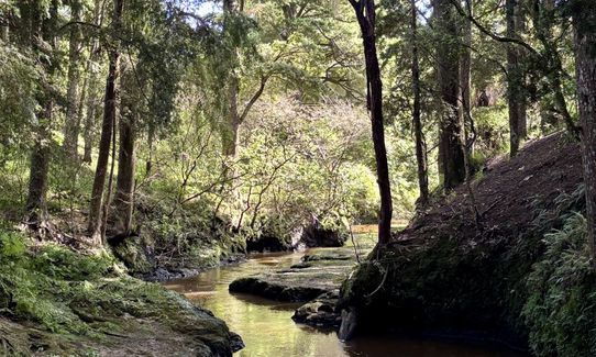 Morrinsville Gully & River Run, Waikato
