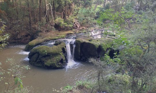 Morrinsville Gully & River Run, Waikato