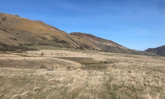 Mount Pukanui and Mount Tripp loop, Canterbury