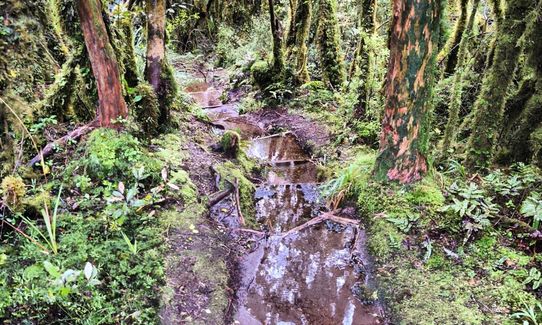 Mount Pureora, Manawatu - Wanganui