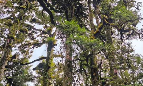 Mount Pureora, Manawatu - Wanganui