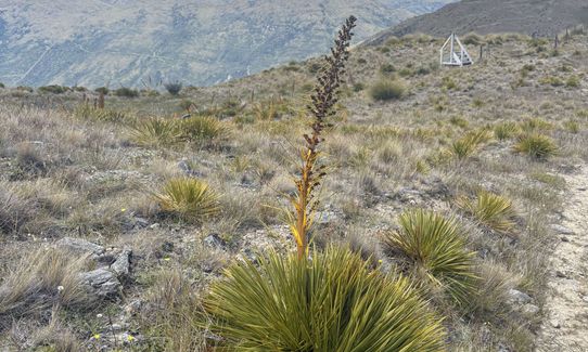 Mt Rosa Loop, Otago