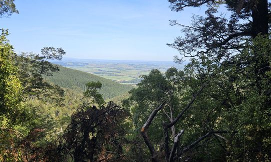 Mt Thomas Forest Loop, Canterbury