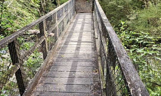 Mt Thomas Forest Loop, Canterbury