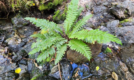 Mt Thomas Grunt, Canterbury