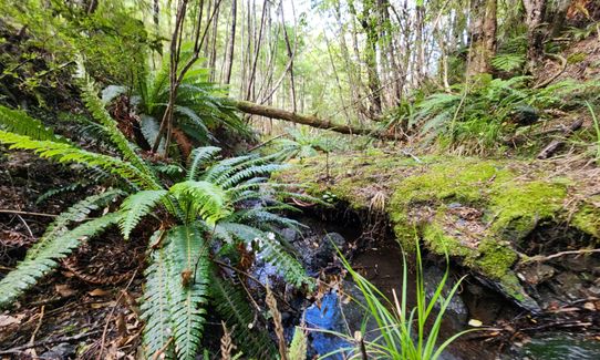 Mt Thomas Grunt, Canterbury