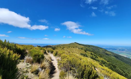 Mt Thomas Grunt, Canterbury