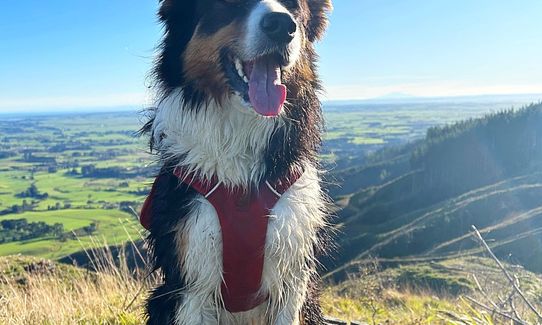 Muhunoa Loop Lung Buster , Manawatu - Wanganui