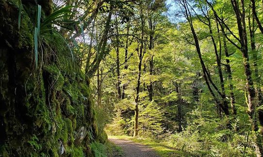 Murray Creek / Machine Loop Track , West Coast