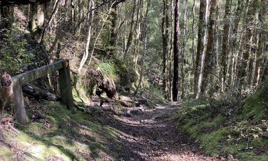 Murray Creek / Machine Loop Track , West Coast