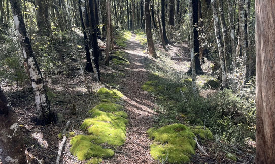 Murray Creek / Machine Loop Track , West Coast