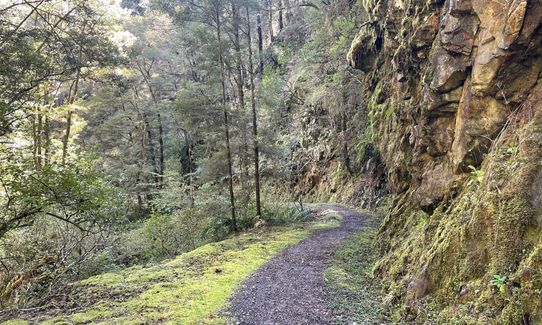 Murray Creek / Machine Loop Track , West Coast