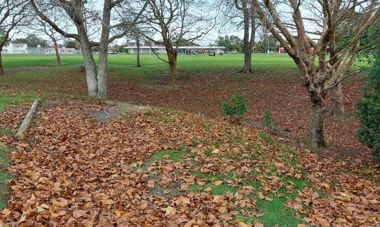 Ngāti Ōtara, Auckland