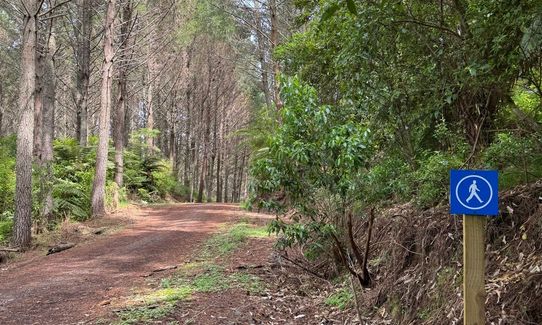 Ngaruawahia Forest Loop, Waikato