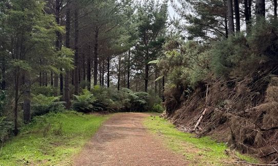 Ngaruawahia Forest Loop, Waikato