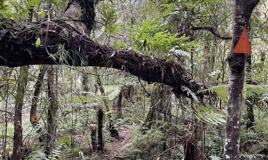 Norbett Creek Loop, Wellington