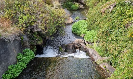 Ohakune-Horopito Powderkeg Loop, Manawatu - Wanganui