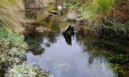 Ohakune-Horopito Powderkeg Loop, Manawatu - Wanganui