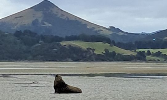 Okia Victory Lap, Otago