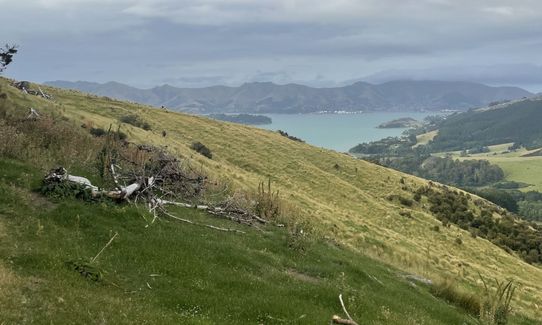 Orton Bradley Loop, Canterbury