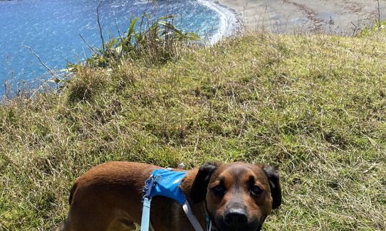 Oruaiti Reserve, Wellington