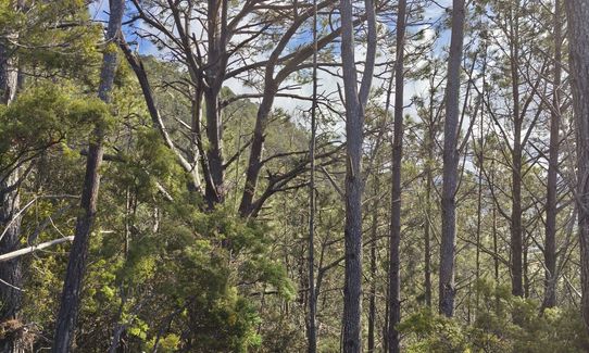 Pauanui Summit Loop, Waikato