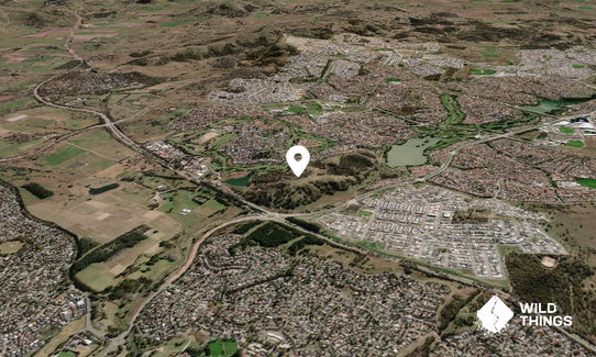 Percival Hill