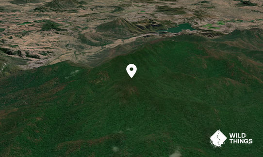 Nothofagus Mountain