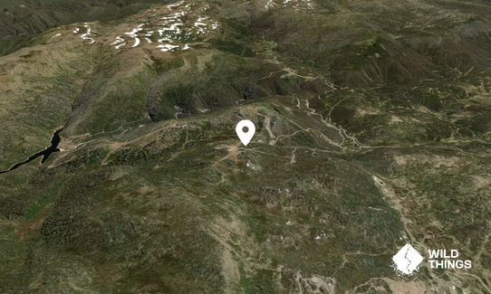 Mt Blue Calf