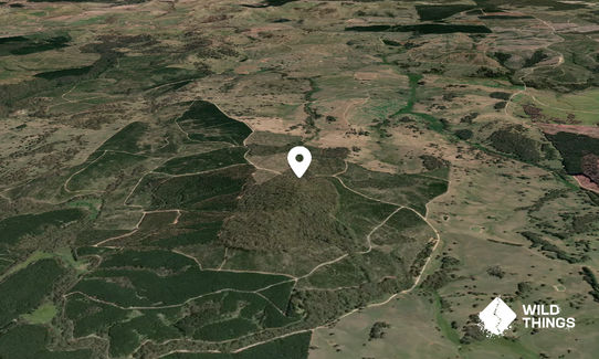 Tumorrama Hill